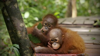 Red Ape: Saving the Orangutan Trailer