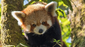 Red Panda: World's Cutest Animal Trailer