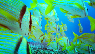 Red Sea Trailer