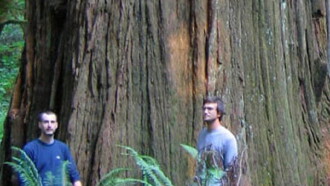 Redwoods: Anatomy of a Giant Trailer