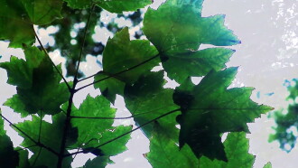 Reflections of Nature Trailer