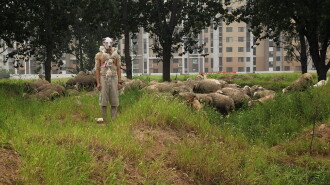 Regarding Lambs in the City Trailer