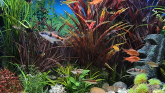 Relaxing Aquarium Trailer