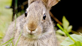 Remarkable Rabbits Trailer