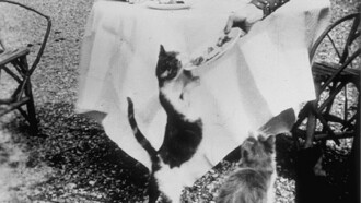 Repas des chats Trailer
