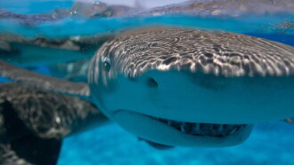 Requin - Le mangeur de sable Trailer