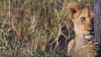 Return of The Lion Trailer