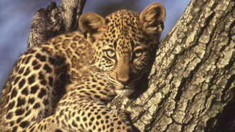 Revealing the Leopard Trailer