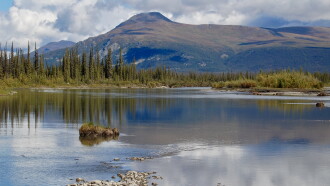 ReWilding Kernwood Trailer