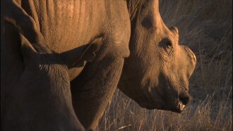 Rhino Rescue Trailer