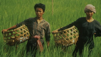 Rice People Trailer