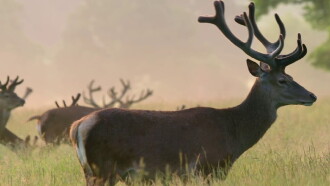 Richmond Park National Nature Reserve Trailer