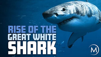 Rise Of The Great White Shark Trailer