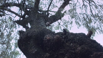 Roots Trailer