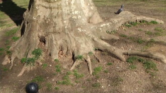 Roots of Manhattan Trailer