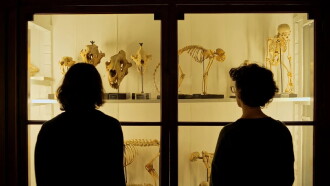 Rosinha and Other Wild Animals Trailer