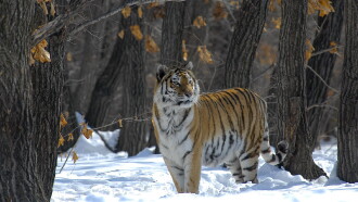 Russia - In the Realm of Tigers, Bears and Volcanoes Trailer