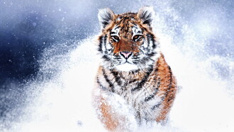 Russia's Wild Tiger Trailer
