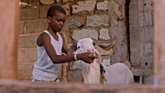 Sada's Sheep Trailer