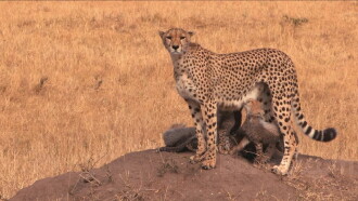 Safari: Africa Trailer