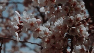 Sakura, Sakura Trailer