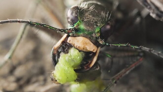 Sandcastle - The Secret Life Of Potter Wasps Trailer