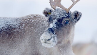 Santa's Wild Home Trailer