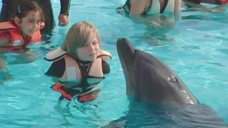 Saving Flipper Trailer