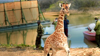 Saving Giraffes: The Long Journey Home Trailer