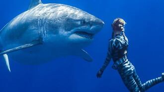 Saving Jaws Trailer