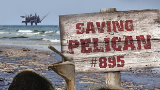 Saving Pelican 895 Trailer