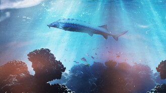 Saving the Dinosaur Fish Trailer