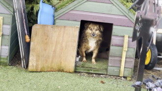 Scruffy Dogs Trailer