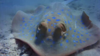 Sea Creatures Trailer