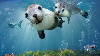 Sea Lions: Life By a Whisker Trailer