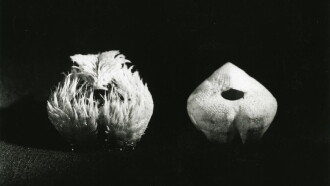 Sea Urchins Trailer