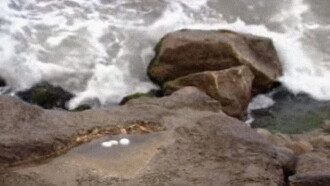 Seagull Eggs Trailer