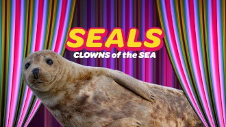 Seals - Clowns of the Sea Trailer
