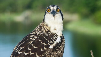Season of the Osprey Trailer