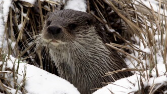 Seasons of the Otter Trailer
