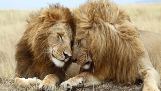 Second Nature: Gender and Sexuality in the Animal World Trailer