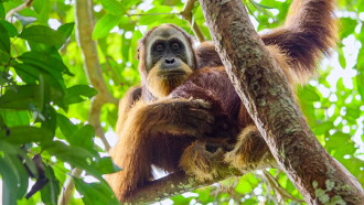 Secret Lives of Orangutans Trailer