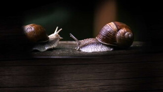 Secret World of Mollusks Trailer