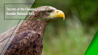 Secrets of the Flooded Forest - Danube National Park Trailer