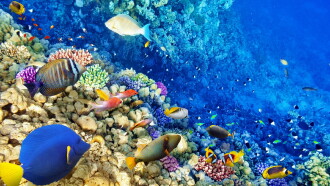 Secrets of the Great Barrier Reef Trailer