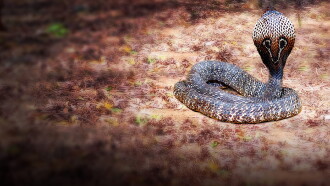 Secrets of the King Cobra Trailer