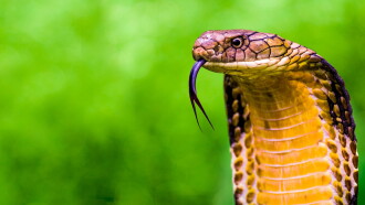 Secrets of the King Cobra Trailer