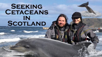 Seeking Cetaceans In Scotland Trailer