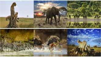 Serengeti Trailer