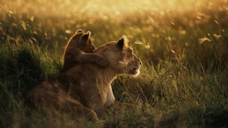 Serengeti - Im Reich der Antilopen Trailer